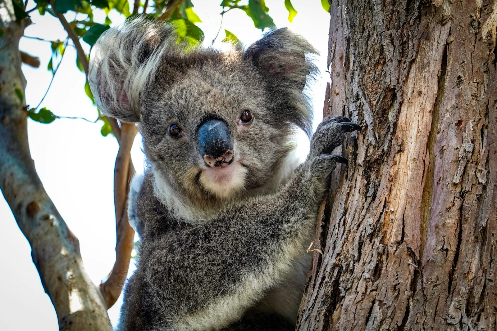 Koala resting against a eucalyptus tree